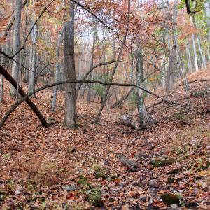 Photo #9 of Off  Bull Mountain Road, Patrick , VA 88.0 acres