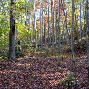 Photo #11 of SOLD property in Off Merricks Drive, Callands, VA 7.6 acres