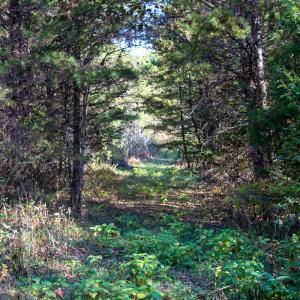 Photo #17 of SOLD property in Off Merricks Drive, Callands, VA 7.6 acres
