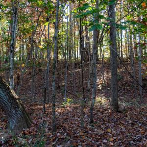 Photo #19 of SOLD property in Off Merricks Drive, Callands, VA 7.6 acres