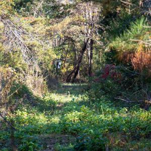 Photo #5 of SOLD property in Off Merricks Drive, Callands, VA 7.6 acres