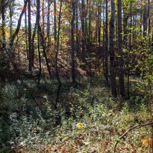 Photo #24 of SOLD property in Off Merricks Drive, Callands, VA 7.6 acres