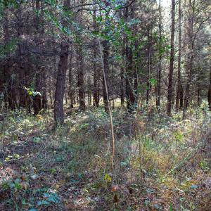 Photo #28 of SOLD property in Off Merricks Drive, Callands, VA 7.6 acres