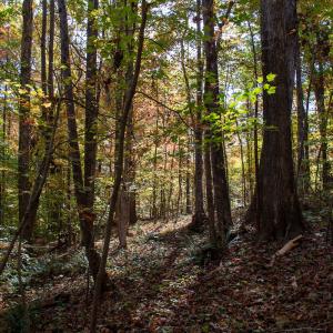 Photo #10 of Off Yeatts Store Rd, Java, VA 7.6 acres