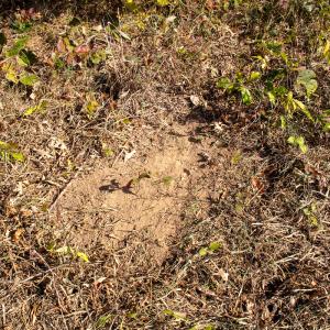 Photo #17 of Off Yeatts Store Rd, Java, VA 7.6 acres