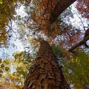 Photo #19 of Off Yeatts Store Rd, Java, VA 7.6 acres