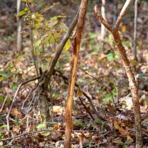 Photo #20 of Off Yeatts Store Rd, Java, VA 7.6 acres
