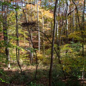 Photo #5 of Off Yeatts Store Rd, Java, VA 7.6 acres