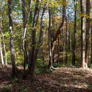 Photo #6 of Off Yeatts Store Rd, Java, VA 7.6 acres