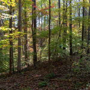 Photo #9 of Off Yeatts Store Rd, Java, VA 7.6 acres