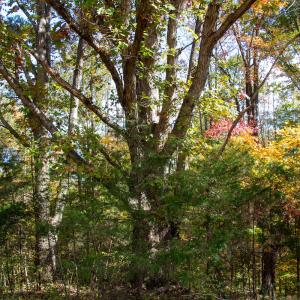 Photo #24 of Off Yeatts Store Rd, Java, VA 7.6 acres