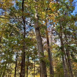 Photo #10 of 114 Candor Oaks Drive, New London, NC 0.5 acres