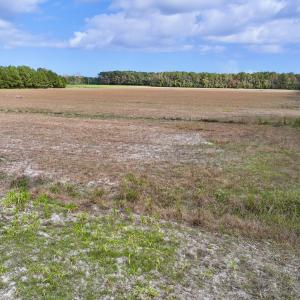 Photo #13 of Off NC 55 Hwy, Merritt, NC 13.7 acres