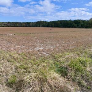 Photo #14 of Off NC 55 Hwy, Merritt, NC 13.7 acres