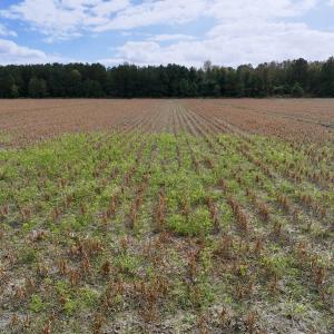 Photo #15 of Off NC 55 Hwy, Merritt, NC 13.7 acres