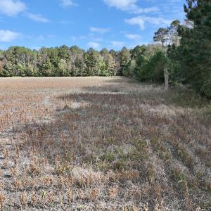 Photo #11 of SOLD property in NC 55 Hwy, Merritt, NC 16.3 acres
