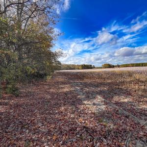 Photo #9 of SOLD property in Off Martin Luther King Hwy, Waverly, VA 77.0 acres