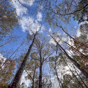 Photo #14 of SOLD property in Off Martin Luther King Hwy, Waverly, VA 77.0 acres