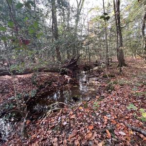 Photo #23 of SOLD property in Off Martin Luther King Hwy, Waverly, VA 77.0 acres