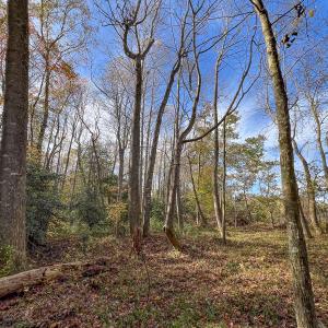 Photo #24 of SOLD property in Off Martin Luther King Hwy, Waverly, VA 77.0 acres