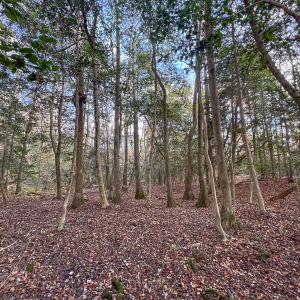 Photo #26 of SOLD property in Off Martin Luther King Hwy, Waverly, VA 77.0 acres