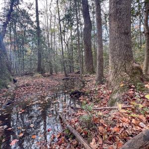 Photo #29 of SOLD property in Off Martin Luther King Hwy, Waverly, VA 77.0 acres