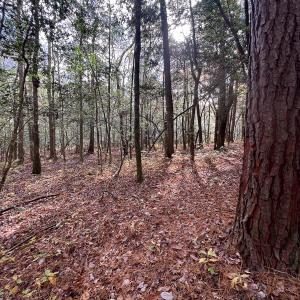 Photo #30 of SOLD property in Off Martin Luther King Hwy, Waverly, VA 77.0 acres