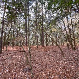 Photo #33 of SOLD property in Off Martin Luther King Hwy, Waverly, VA 77.0 acres