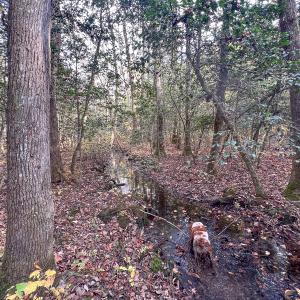 Photo #34 of SOLD property in Off Martin Luther King Hwy, Waverly, VA 77.0 acres