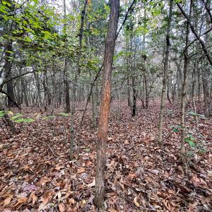 Photo #35 of SOLD property in Off Martin Luther King Hwy, Waverly, VA 77.0 acres