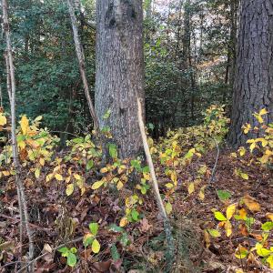 Photo #38 of SOLD property in Off Martin Luther King Hwy, Waverly, VA 77.0 acres