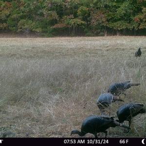 Photo #58 of SOLD property in Off Todd Road and Virgilina Road, Roxboro, NC 31.4 acres