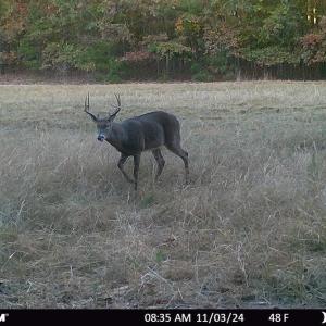 Photo #59 of SOLD property in Off Todd Road and Virgilina Road, Roxboro, NC 31.4 acres