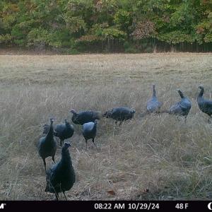 Photo #61 of SOLD property in Off Todd Road and Virgilina Road, Roxboro, NC 31.4 acres