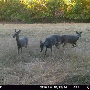 Photo #63 of SOLD property in Off Todd Road and Virgilina Road, Roxboro, NC 31.4 acres