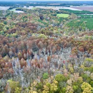 Photo #18 of SOLD property in Off Highway 903, Oak City, NC 20.7 acres