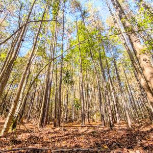 Photo #19 of SOLD property in 265 Aiken Rd., Vass, NC 7.0 acres