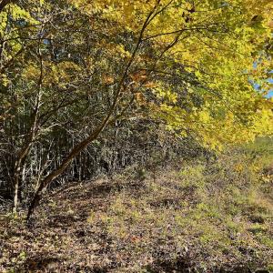 Photo #3 of SOLD property in Off of Piney Grove Road, Alton, VA 7.0 acres