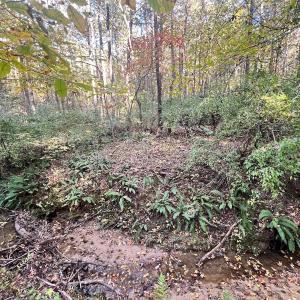 Photo #14 of SOLD property in Off of Piney Grove Road, Alton, VA 7.0 acres