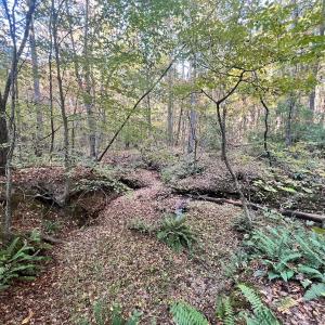 Photo #15 of SOLD property in Off of Piney Grove Road, Alton, VA 7.0 acres