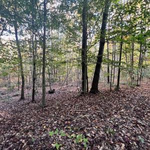 Photo #19 of SOLD property in Off of Piney Grove Road, Alton, VA 7.0 acres