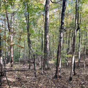 Photo #6 of SOLD property in Off of Piney Grove Road, Alton, VA 7.0 acres