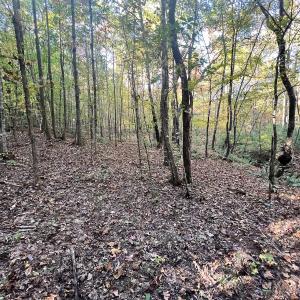 Photo #7 of SOLD property in Off of Piney Grove Road, Alton, VA 7.0 acres