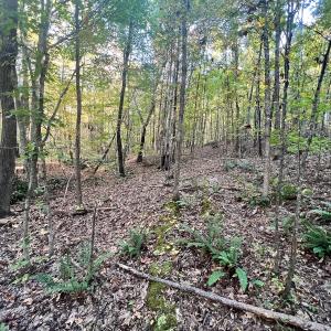 Photo #9 of SOLD property in Off of Piney Grove Road, Alton, VA 7.0 acres