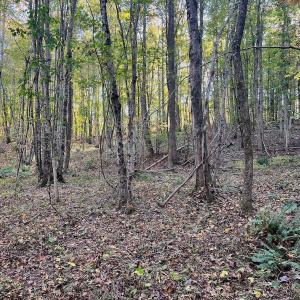 Photo #21 of SOLD property in Off of Piney Grove Road, Alton, VA 7.0 acres