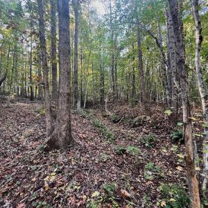 Photo #22 of SOLD property in Off of Piney Grove Road, Alton, VA 7.0 acres