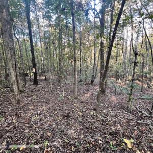 Photo #25 of SOLD property in Off of Piney Grove Road, Alton, VA 7.0 acres