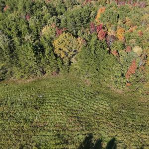 Photo #29 of SOLD property in Off of Piney Grove Road, Alton, VA 7.0 acres