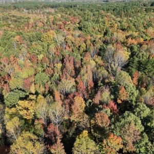 Photo #38 of SOLD property in Off of Piney Grove Road, Alton, VA 7.0 acres