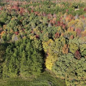 Photo #32 of SOLD property in Off of Piney Grove Road, Alton, VA 7.0 acres